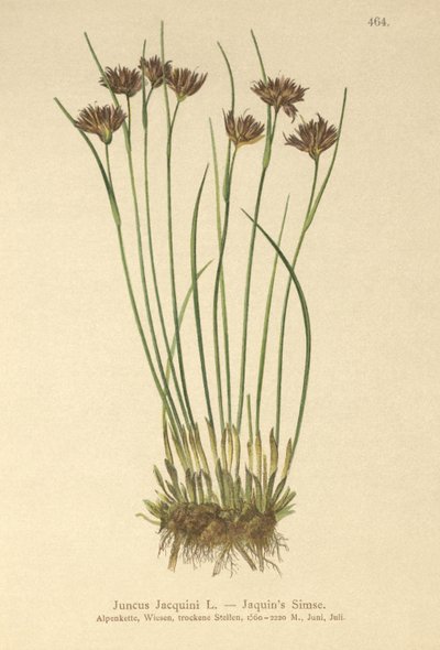 Juncia de Jacquin (Juncus Jacquini) de German School